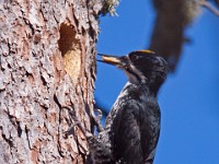 IMG 2187c  Black-backed Woodpecker (Picoides arcticus) - male by nest